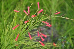 Russelia equisetiformis Schltdl. & Cham.