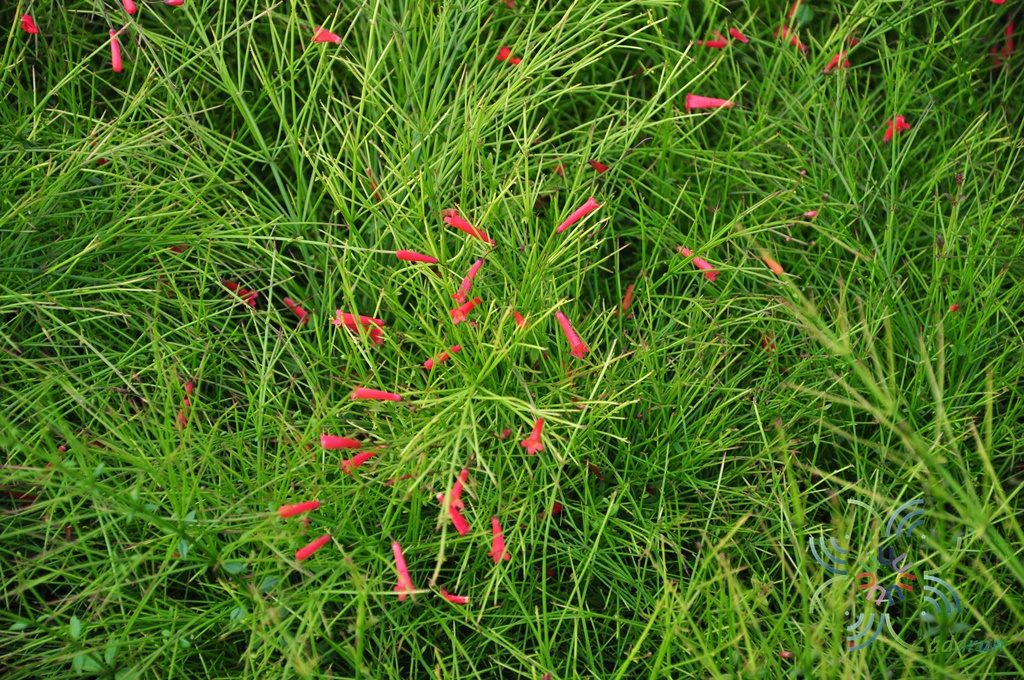 Russelia equisetiformis Schltdl. & Cham.