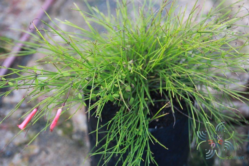 Russelia equisetiformis Schltdl. & Cham.