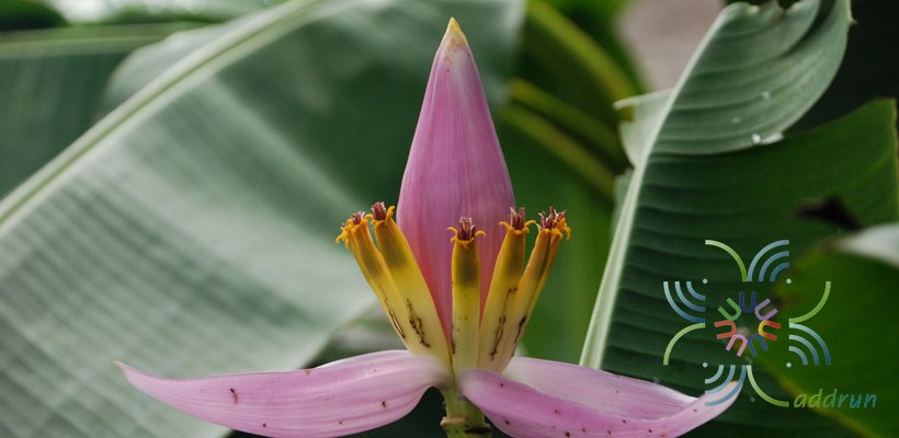 กล้วยบัวสีชมพู Musa ornata Roxb.