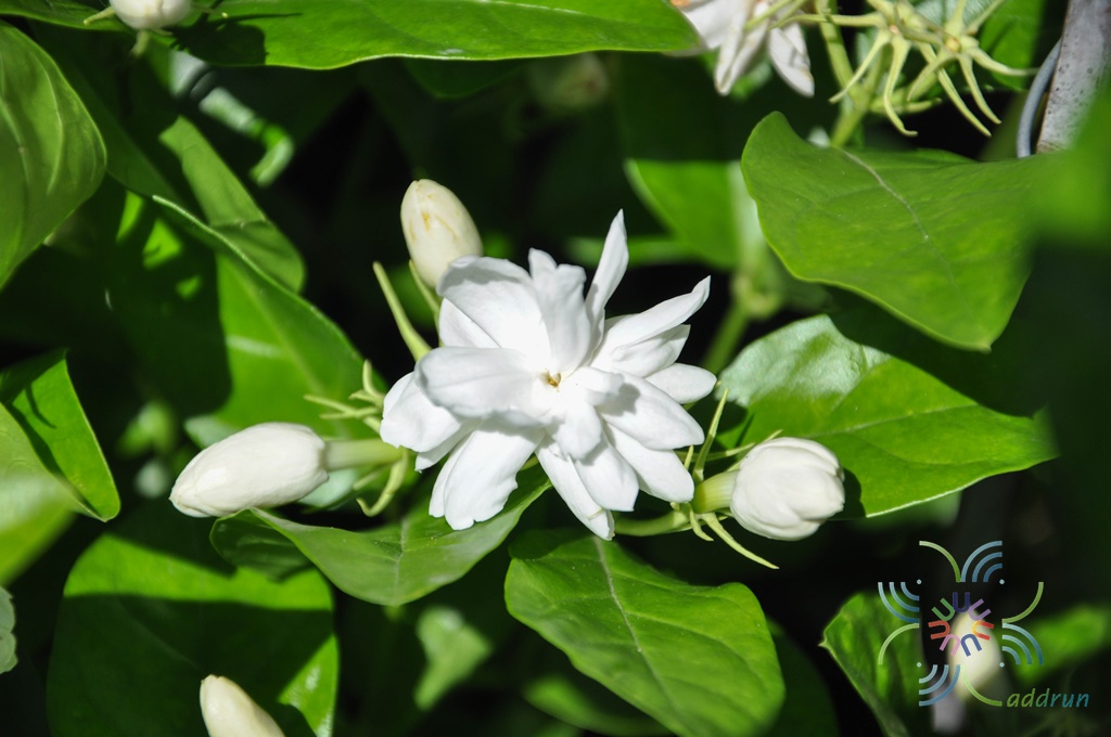 มะลิลา Jasminum sambac  (L.) Aiton