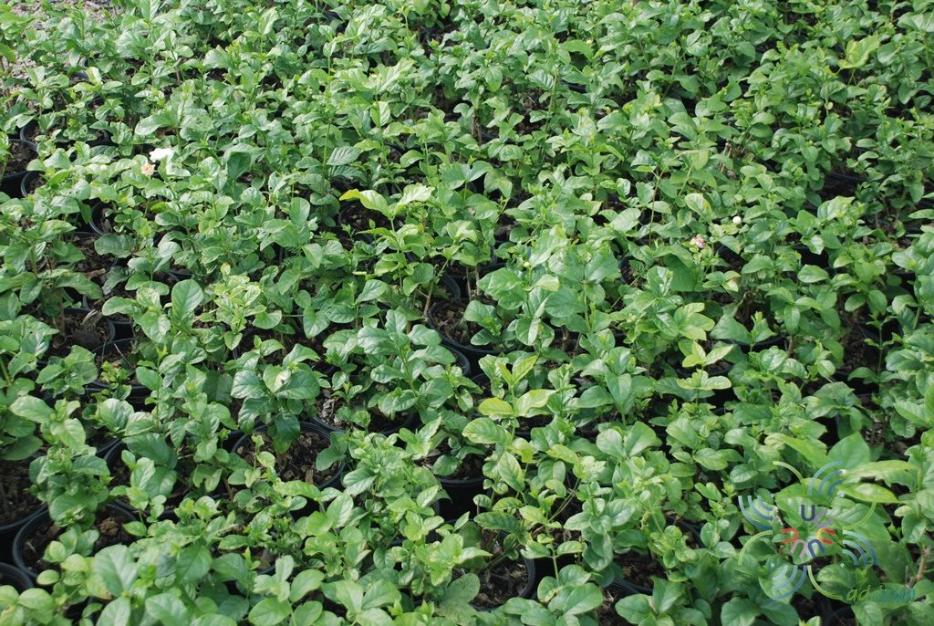 มะลิลา Jasminum sambac  (L.) Aiton