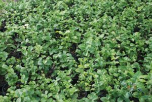 มะลิลา Jasminum sambac  (L.) Aiton