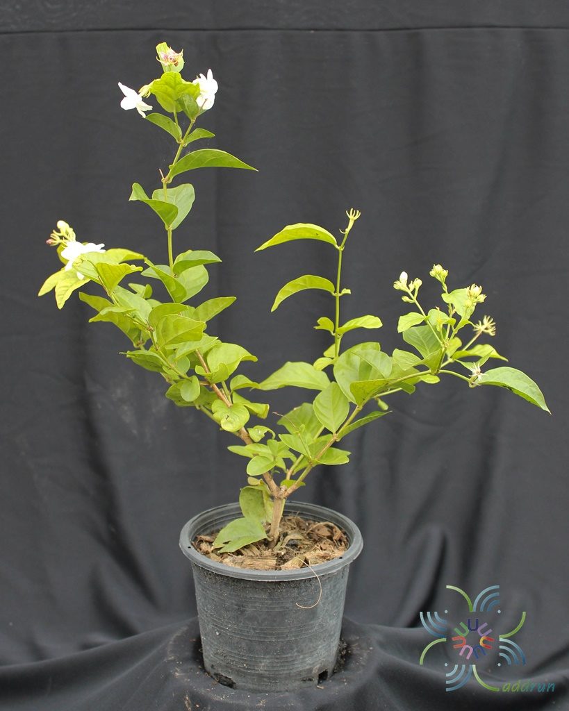 มะลิลา Jasminum sambac  (L.) Aiton