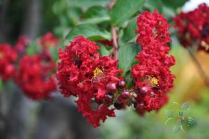 ยี่เข่ง Lagerstroemia indica L.