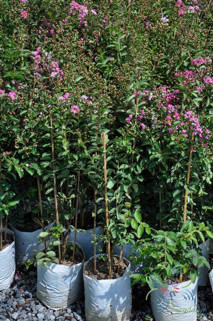 ยี่เข่ง Lagerstroemia indica L.