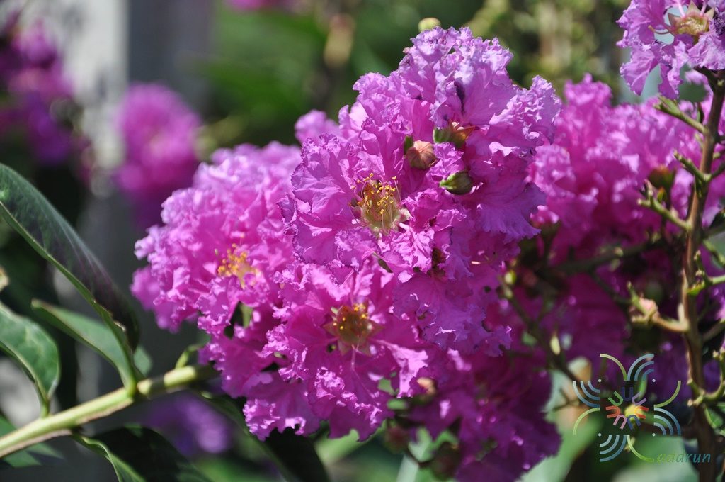 ยี่เข่ง Lagerstroemia indica L.