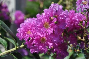 ยี่เข่ง Lagerstroemia indica L.