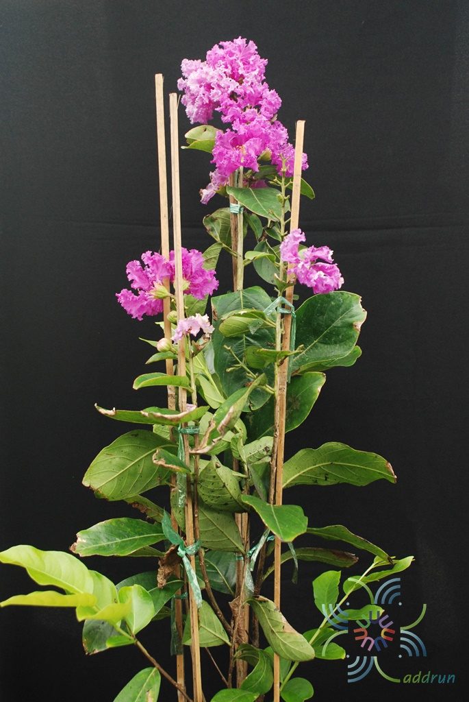 ยี่เข่ง Lagerstroemia indica L.