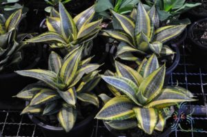 ลิ้นมังกร Sansevieria trifasciata Prain