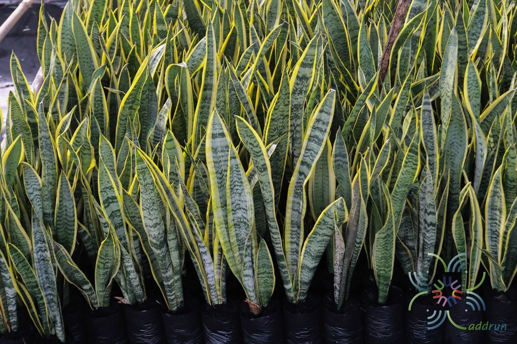 ลิ้นมังกร Sansevieria trifasciata Prain