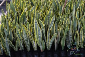 ลิ้นมังกร Sansevieria trifasciata Prain