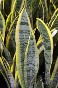 ลิ้นมังกร Sansevieria trifasciata Prain