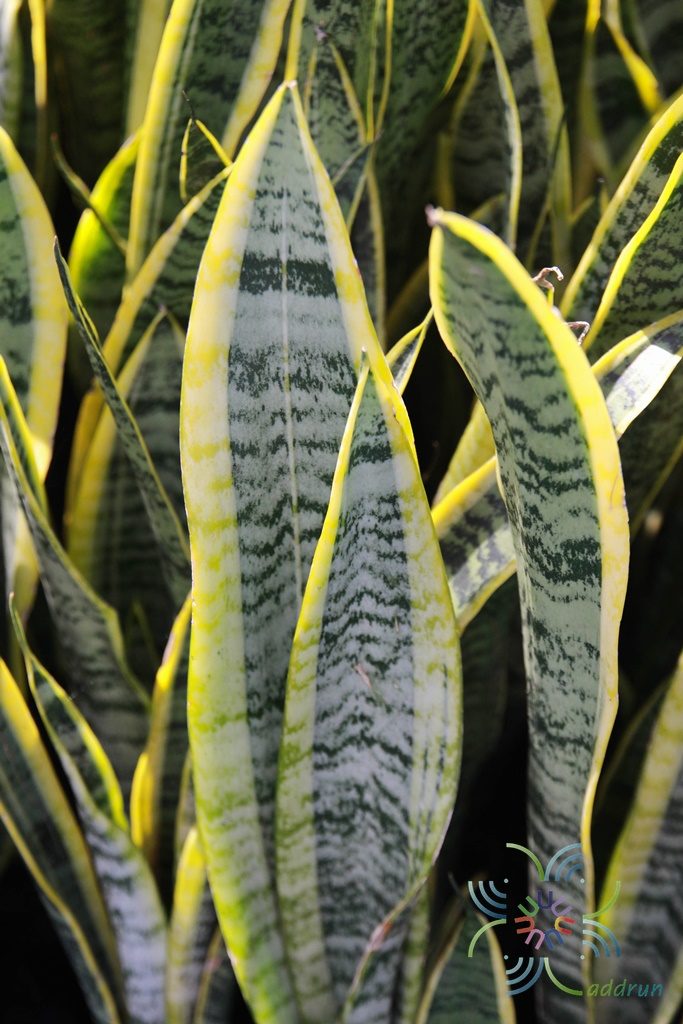 ลิ้นมังกร Sansevieria trifasciata Prain