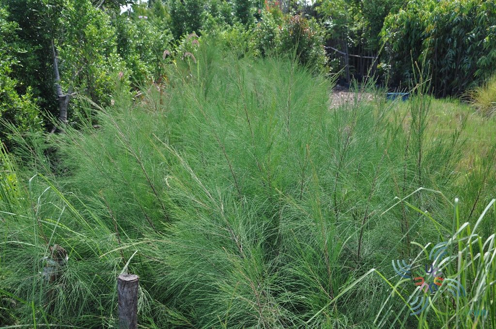 สนประดิพัทธ์ Casuarina junghuhniana Miq.