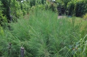 สนประดิพัทธ์ Casuarina junghuhniana Miq.