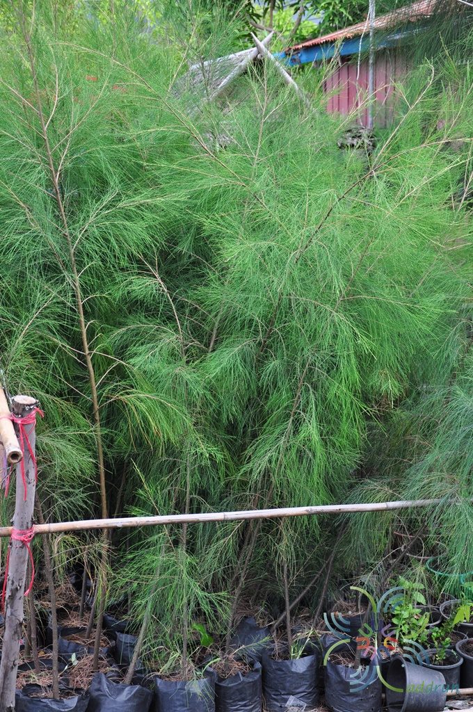 สนประดิพัทธ์ Casuarina junghuhniana Miq.