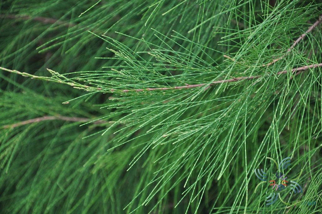 สนประดิพัทธ์ Casuarina junghuhniana Miq.
