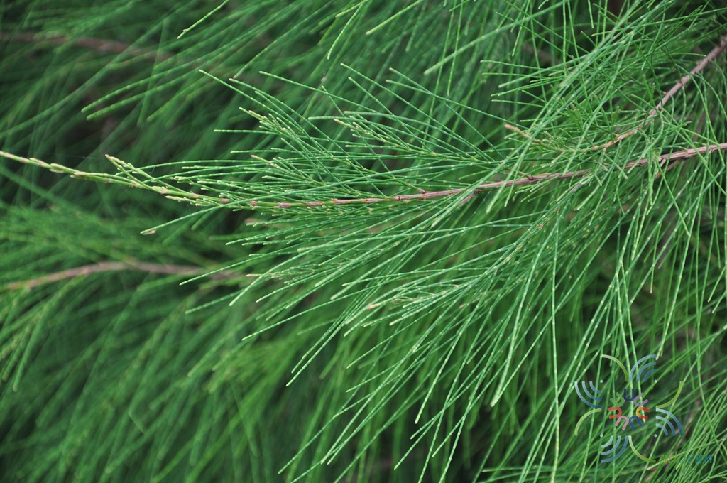 สนประดิพัทธ์ Casuarina junghuhniana Miq.
