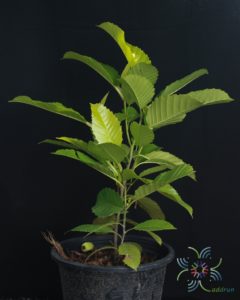 ส้านชะวา Dillenia suffruticosa (Griff.) Martelli.