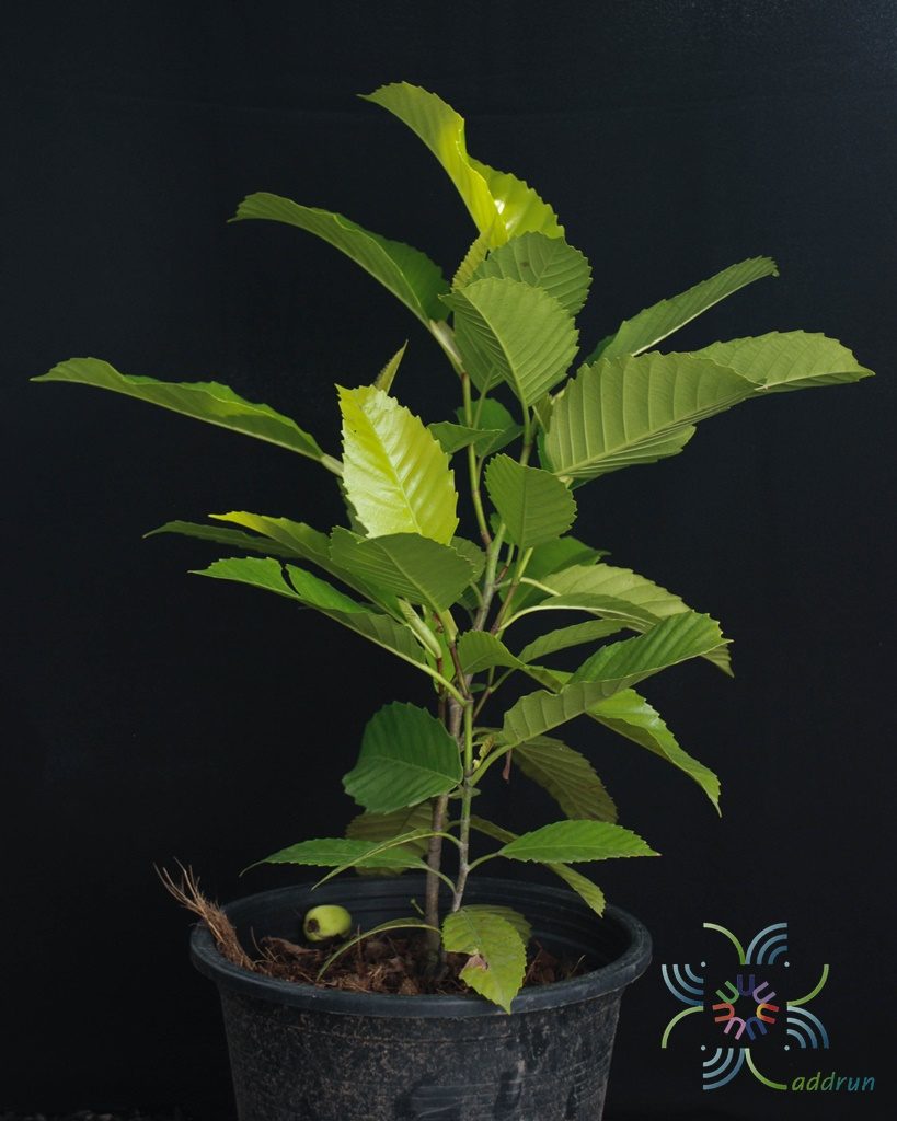 ส้านชะวา Dillenia suffruticosa (Griff.) Martelli.
