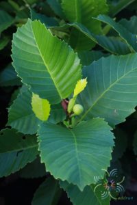 ส้านชะวา Dillenia suffruticosa (Griff.) Martelli.