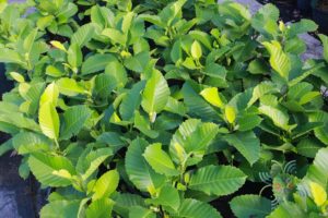ส้านชะวา Dillenia suffruticosa (Griff.) Martelli.