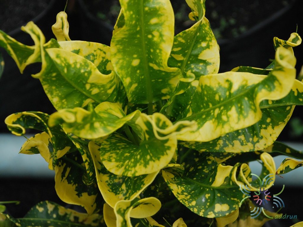 โกสนโตเกียว Codiaeum variegatum (L.) Rumph. ex A.Juss.