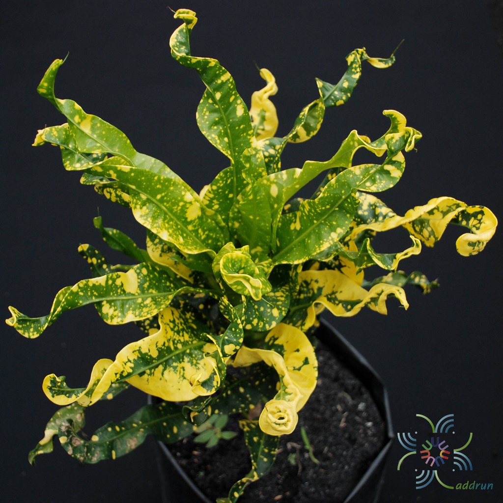 โกสนโตเกียว Codiaeum variegatum (L.) Rumph. ex A.Juss.