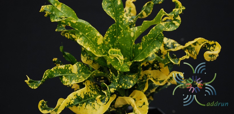 โกสนโตเกียว Codiaeum variegatum (L.) Rumph. ex A.Juss.