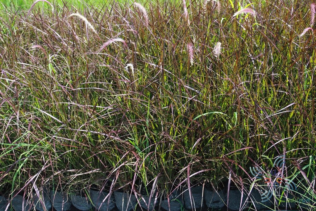 หญ้าเม็กซิกัน Pennisetum setaceum (Forssk.) Chiov. ‘Purpureum’