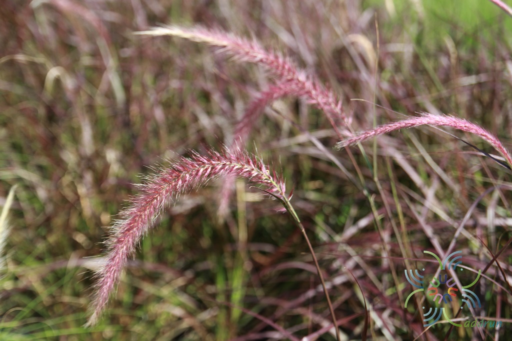 หญ้าเม็กซิกัน Pennisetum setaceum (Forssk.) Chiov. ‘Purpureum’