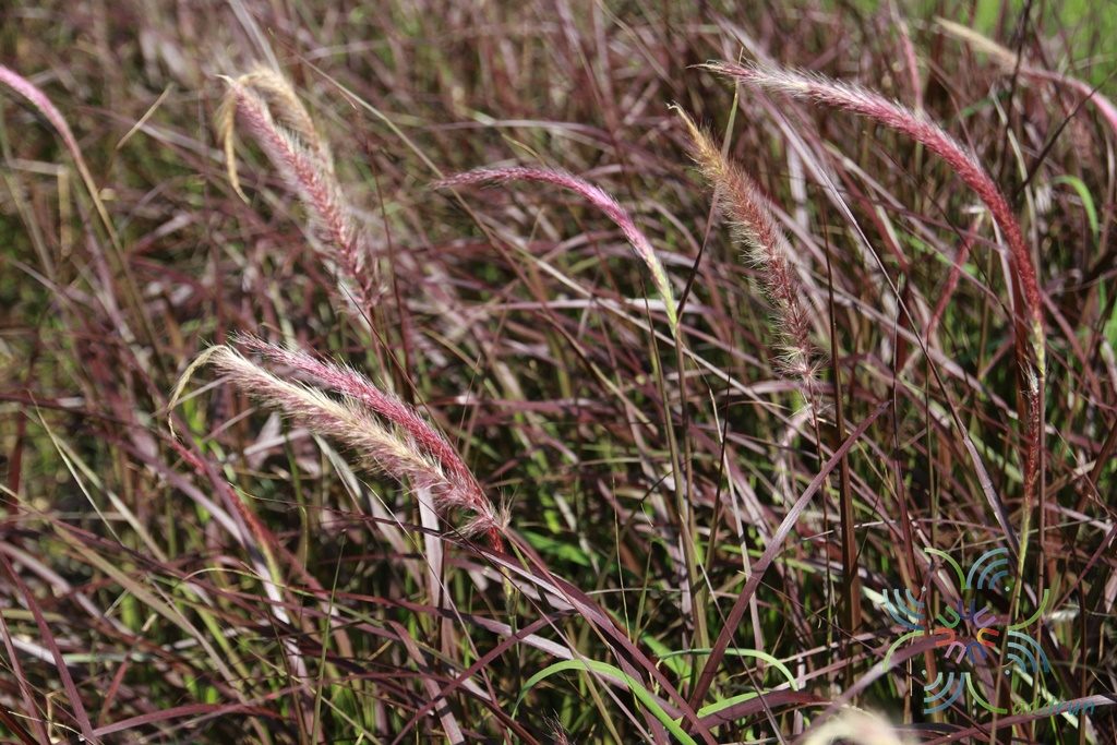 หญ้าเม็กซิกัน Pennisetum setaceum (Forssk.) Chiov. ‘Purpureum’