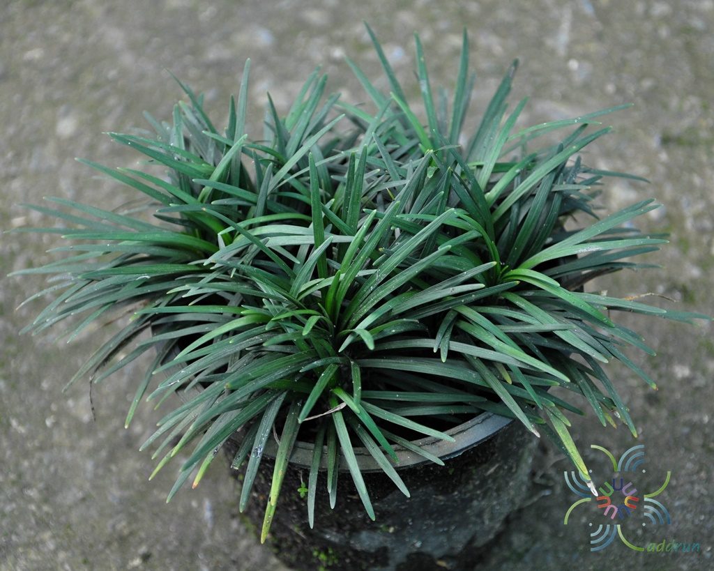 หนวดปลาดุกแคระ Ophiopogon japonicas (L.f.) Ker-Gawl. ‘Compactus’