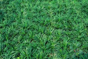 หนวดปลาดุกแคระ Ophiopogon japonicas (L.f.) Ker-Gawl. ‘Compactus’
