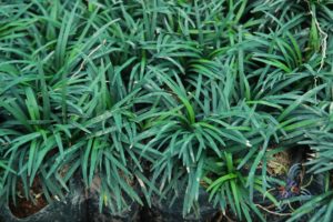 หนวดปลาดุกแคระ Ophiopogon japonicas (L.f.) Ker-Gawl. ‘Compactus’