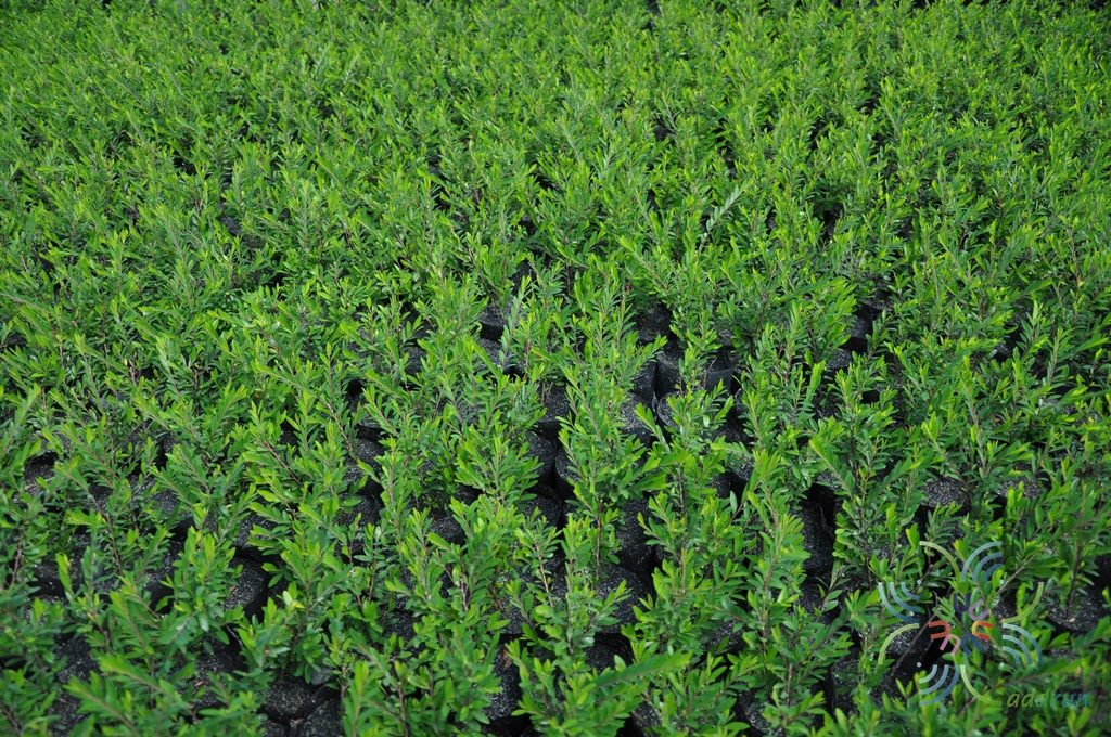 หลิวใบ Phyllanthus myrtifolius (Wight) Müll.Arg.