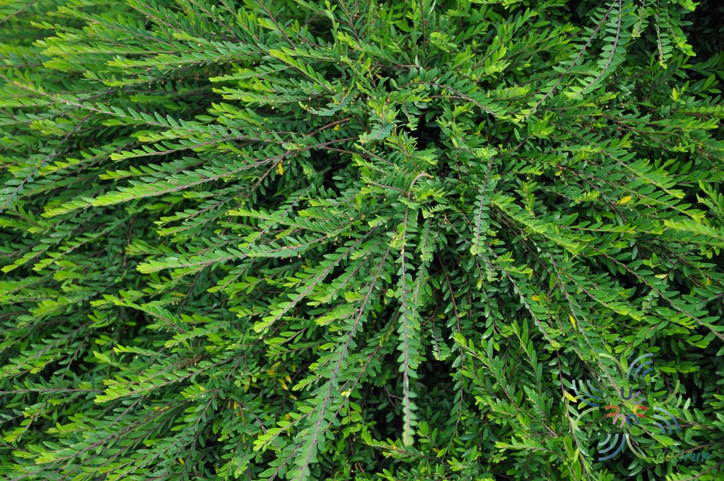 หลิวใบ Phyllanthus myrtifolius (Wight) Müll.Arg.