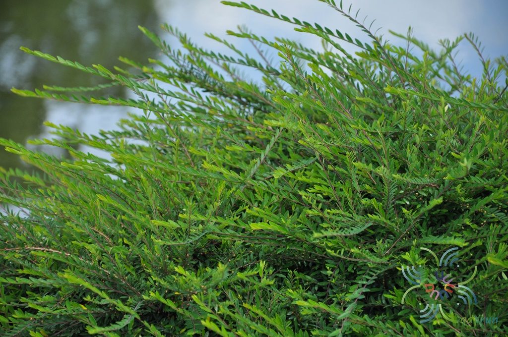 หลิวใบ Phyllanthus myrtifolius (Wight) Müll.Arg.