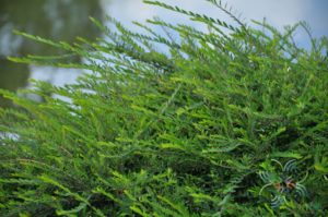 หลิวใบ Phyllanthus myrtifolius (Wight) Müll.Arg.