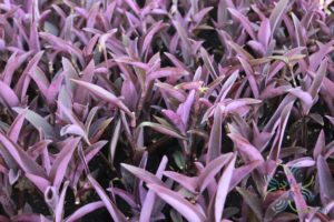หัวใจม่วง Tradescantia pallida (Rose) D.R.Hunt