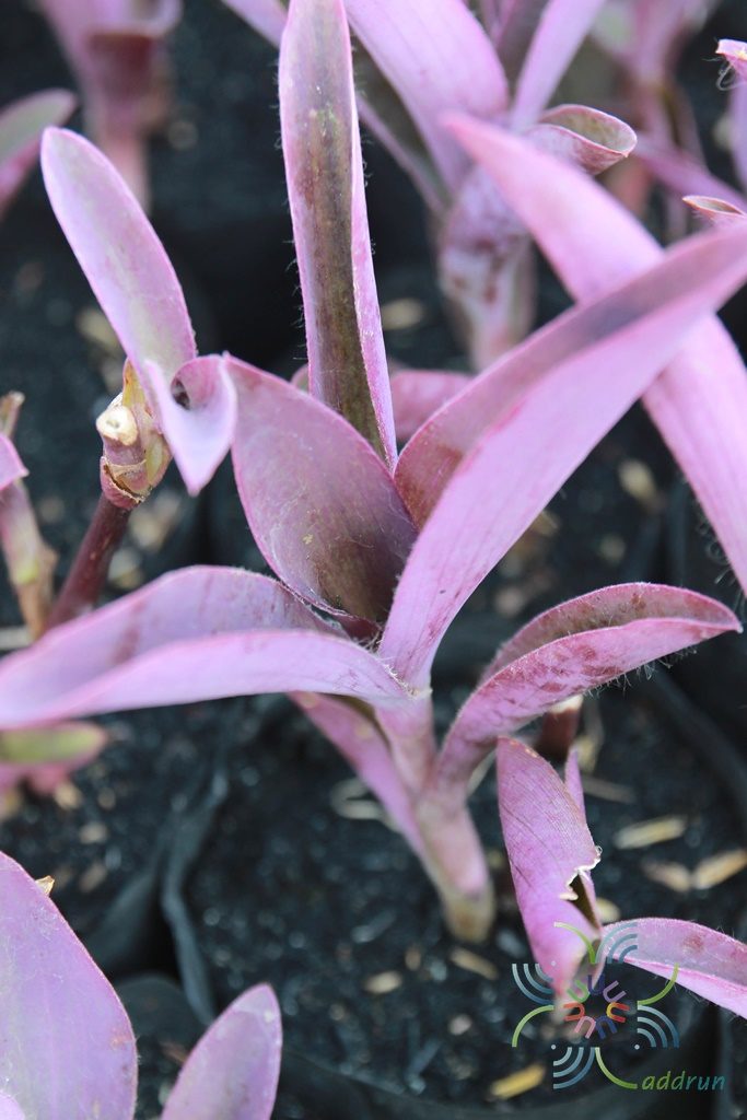หัวใจม่วง Tradescantia pallida (Rose) D.R.Hunt