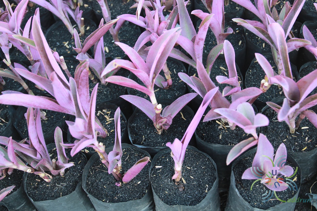 หัวใจม่วง Tradescantia pallida (Rose) D.R.Hunt