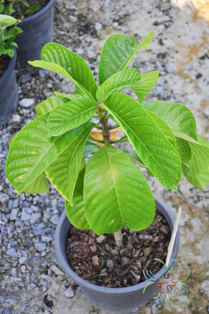 หิรัญญิการ์ Beaumontia murtonii Craib