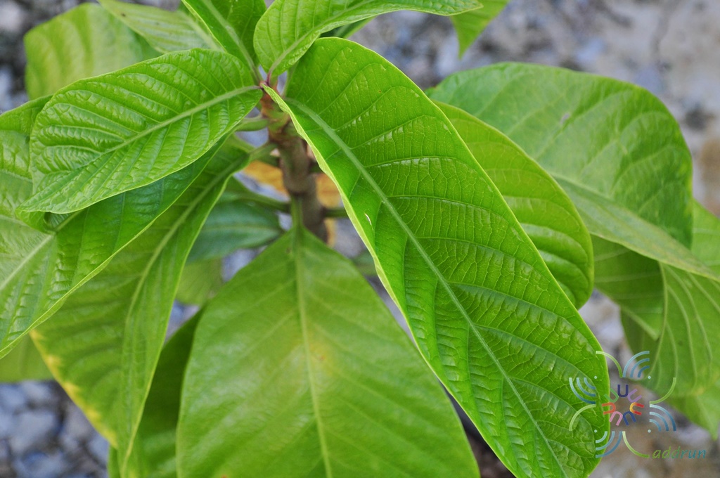 หิรัญญิการ์ Beaumontia murtonii Craib