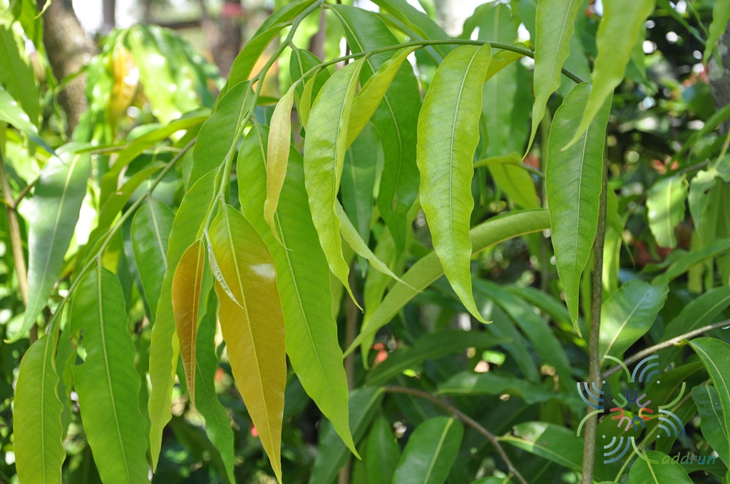 อโศกอินเดีย Polyalthia longifolia (Sonn.) Thwaites