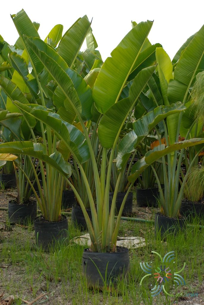 กล้วยพัด Ravenala madagascariensis Sonn.