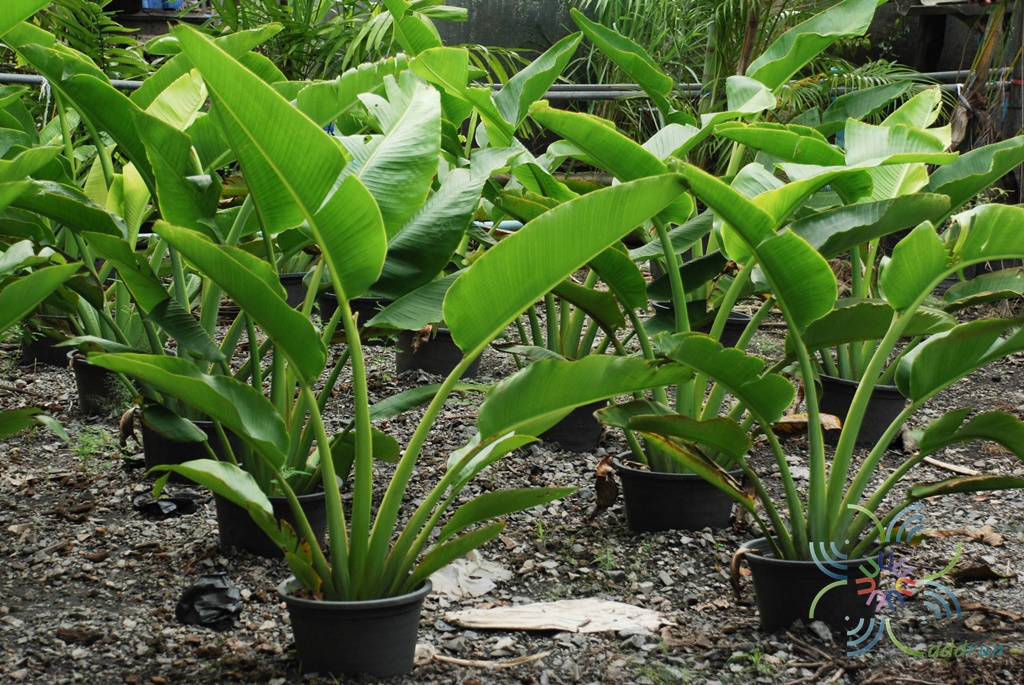 กล้วยพัด Ravenala madagascariensis Sonn.