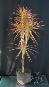 เข็มสามสี Dracaena cincta Baker cv. Tricolor