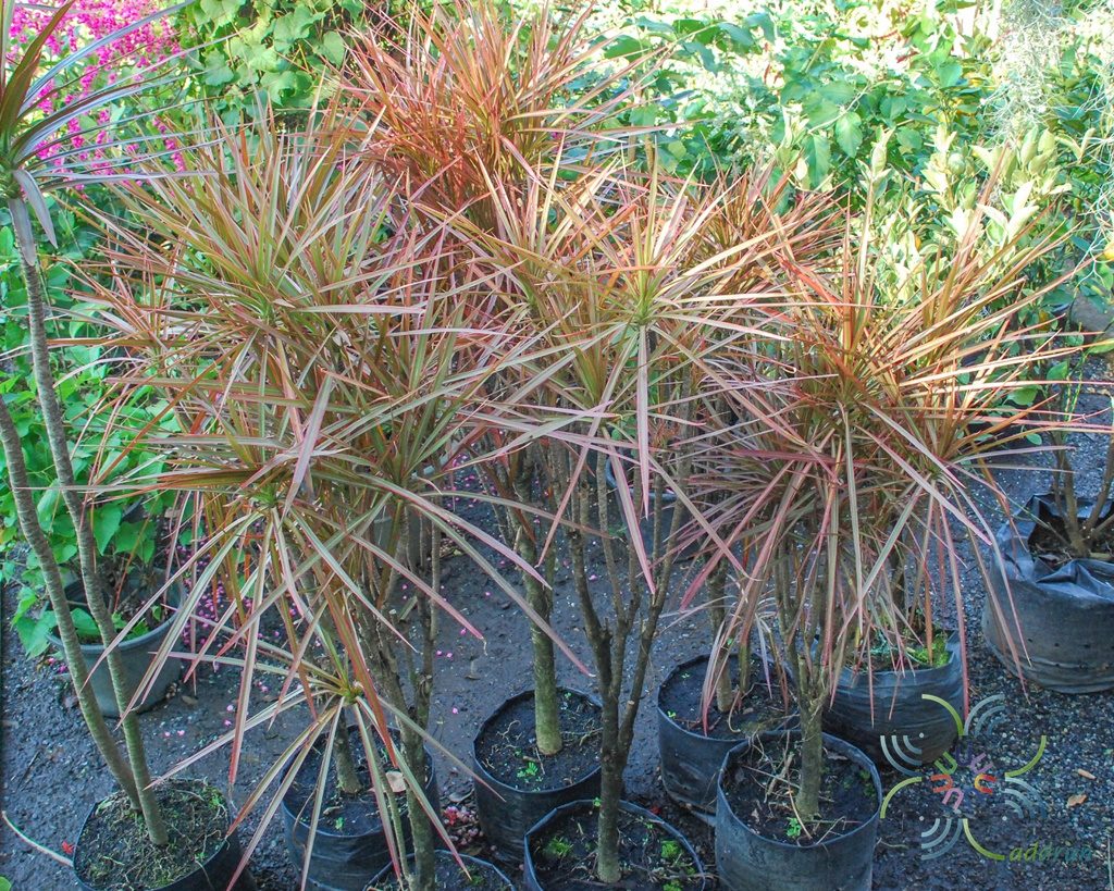 เข็มสามสี Dracaena cincta Baker cv. Tricolor